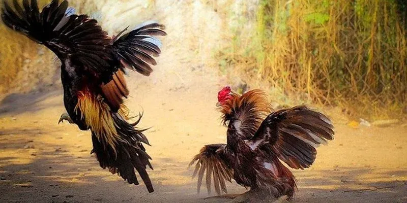 Đá gà Thomo OK8386 là hình thức thi đấu trực tuyến tái hiện chân thực các trận gà Campuchia C1 C2 C3