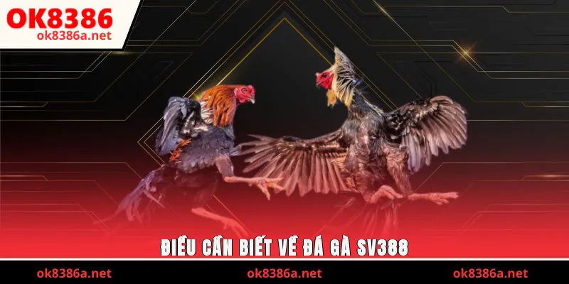 Điều cần biết về đá gà SV388
